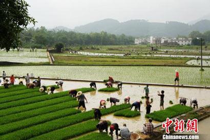 岭南千年古刹云门禅寺“农禅并重”插秧忙