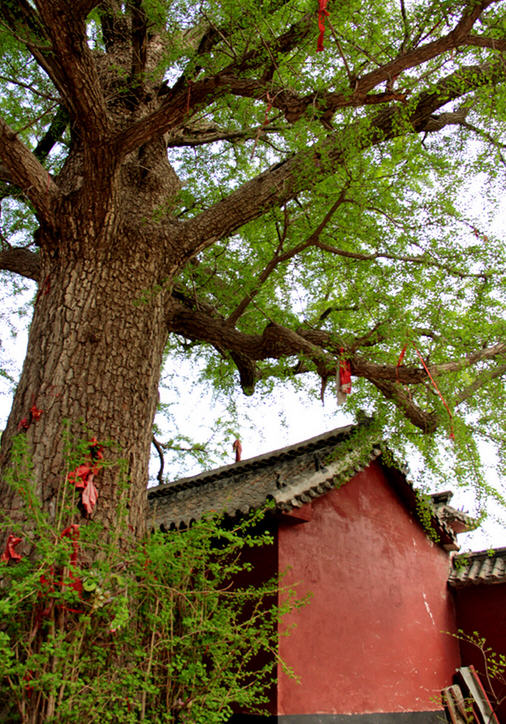 平邑海螺寺临沂山东寺院