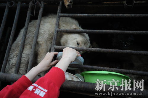 志愿者高速路拦截运狗车阻止屠杀狗(图)