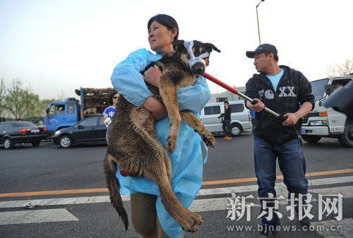 志愿者高速路拦截运狗车阻止屠杀狗(图)