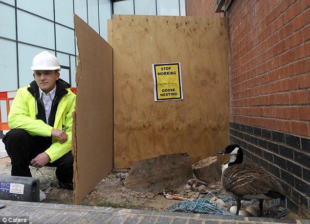 英国一百万英镑工程为母鹅孵蛋而停工 并派专人守护(组图)