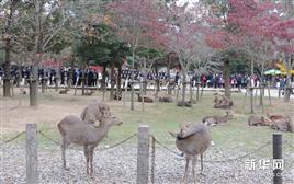 实拍日本奈良东大寺