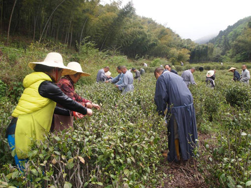 云居春茶启灵芽