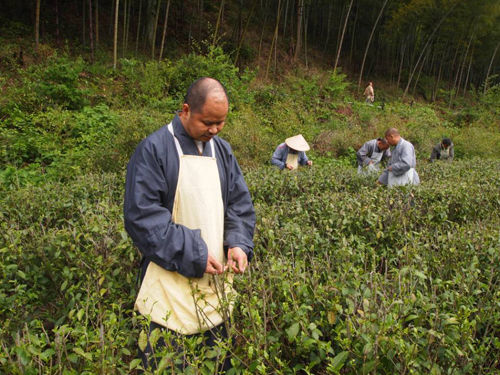 云居春茶启灵芽