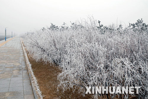 山东烟台出现雾凇景观[组图]