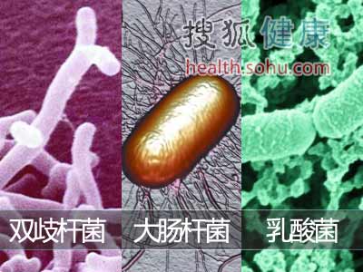 肠道细菌掌控肠道健康