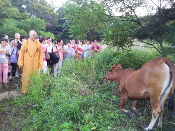 牛为求生流泪下跪 屠夫绝情惨遭恶报