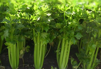 芹菜的六大食疗功用